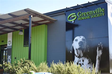 Greenville humane society - The ASPCA estimates 6.3 million animals arrived at shelters last year, but only 4.1 million adoptions occurred. At the Greenville Humane Society, adoptions dropped 35% in 2020 but rose 8% in 2021. Even with GHS reaching its 2022 goal of 4,550 adoptions, the total is still down 27% since 2019. Meanwhile, the number of animals surrendered to GHS ...